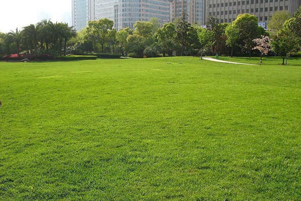 果嶺草種植方法以及注意要點