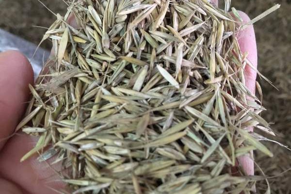 披堿草種子種植方法