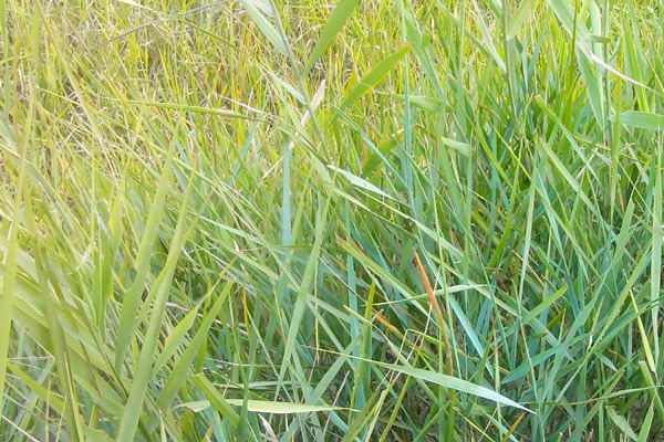 披堿草種子種植方法