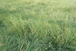 [野牛草種子]野牛草種子圖片_最新批發價格_種植方法
