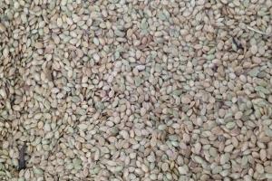 百喜草種子圖片_最新批發價格_種植方法