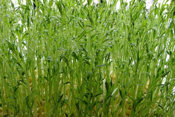 蕎麥種子