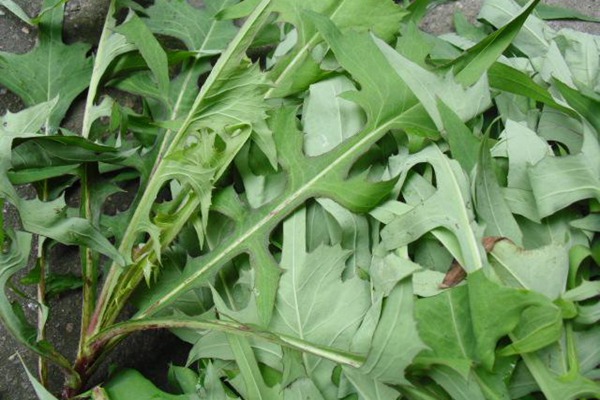 苦荬菜種子