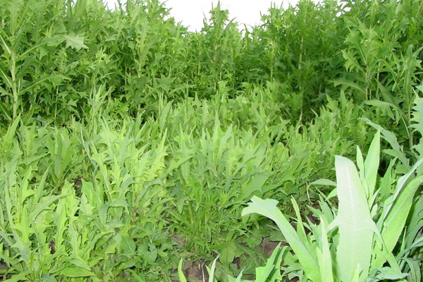 苦荬菜種子