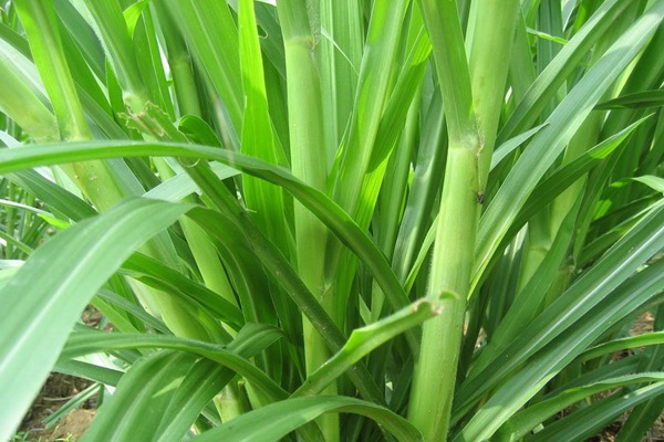 皇竹草種子