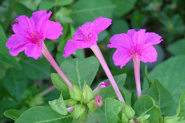 紫茉莉種子