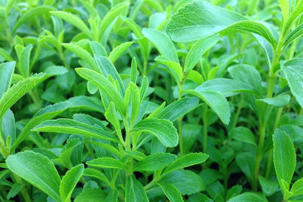 甜葉菊