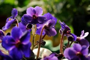 紫羅蘭種子種植方法及批發價格