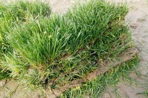 紫羊茅和高羊茅有什么區別？