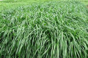 黑麥草一畝地產量能有多少