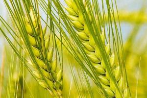 大麥種子萌發需要的濕度、溫度
