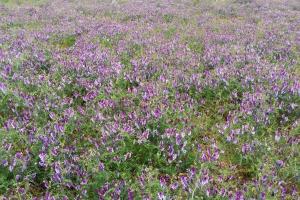 光葉紫花苕可以食用嗎？