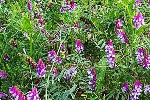 光葉紫花苕的種植時間和種植技術