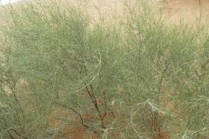 花棒和沙柳哪個好？