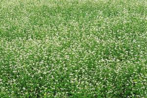 蕎麥種子多少錢一斤,蕎麥種子一斤多少錢？