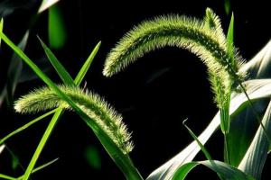 狗尾草與狼尾草的區別