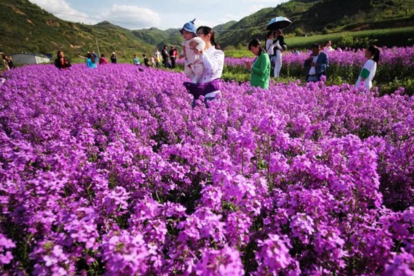 藍香芥
