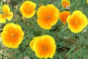 花菱草種子種植方法及批發價格