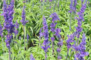 藍萼(花)鼠尾草種子種植方法及批發價格