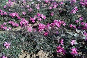 芝櫻種子種植方法及批發價格