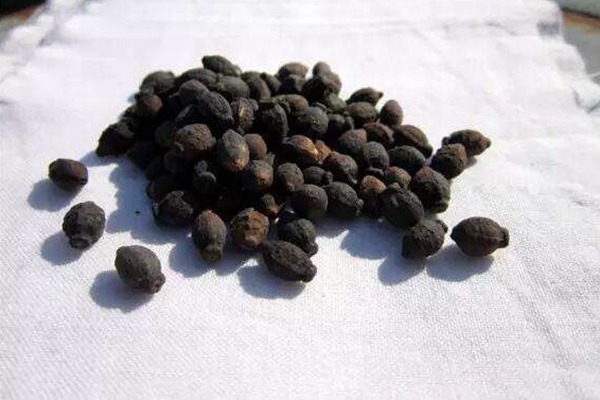 紫茉莉種子的價格是多少