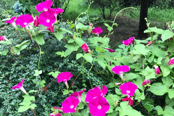 牽牛花的功效與作用