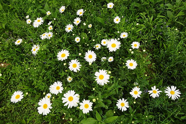 大濱菊的花語，花期是什么時候