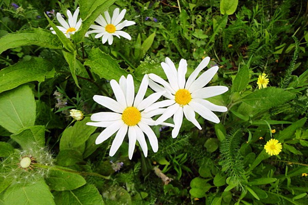大濱菊的花語，花期是什么時候