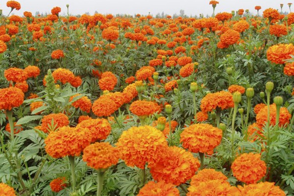 金盞菊的花期是什么時候，持續多久