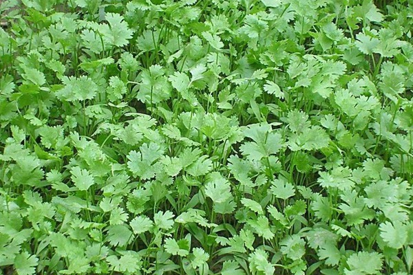 香菜50一斤吃不起不要怕，買點香菜種子自己種！