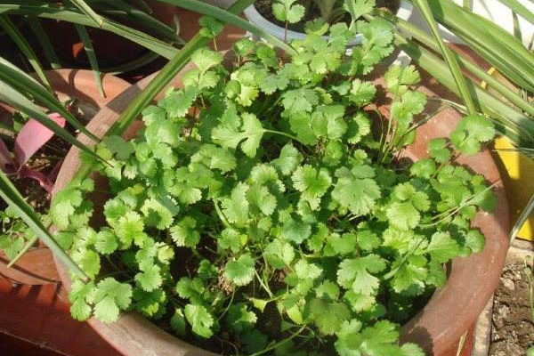 香菜50一斤吃不起不要怕，買點香菜種子自己種！