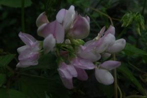 小冠花和紫云英有什么區別