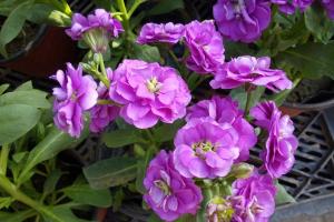 最新的紫羅蘭種子價格,紫羅蘭種子多少錢一斤