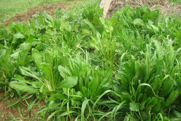 菊苣草的最佳種植時間