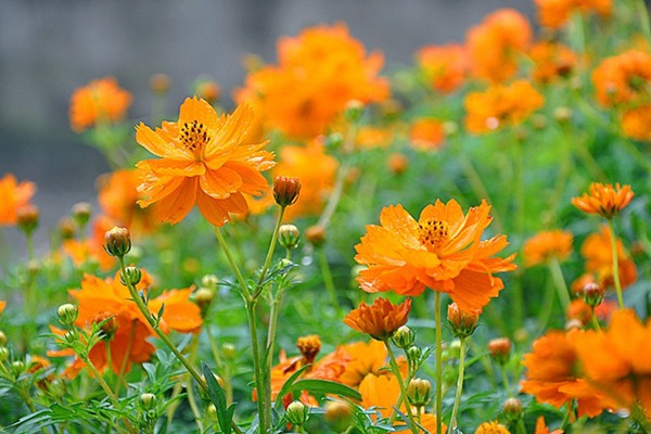 硫華菊什么時候開花，持續多久