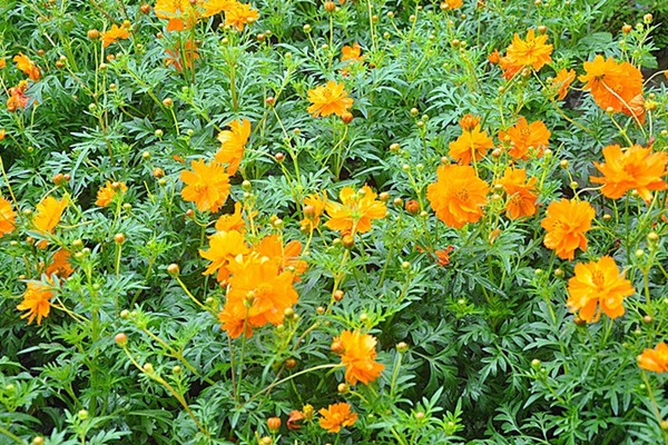 硫華菊什么時候開花，持續多久