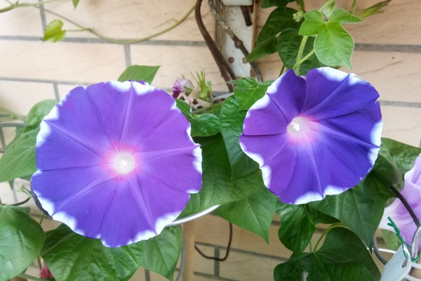 牽牛花什么季節開花