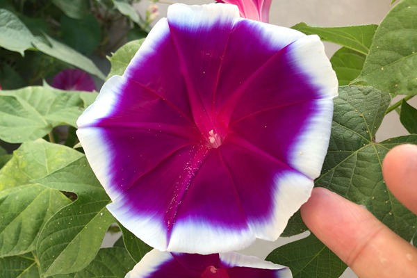 牽牛花種子什么時候種