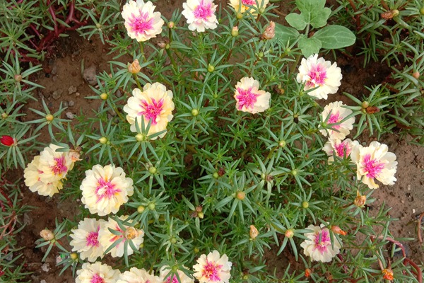 太陽花種子什么時候種
