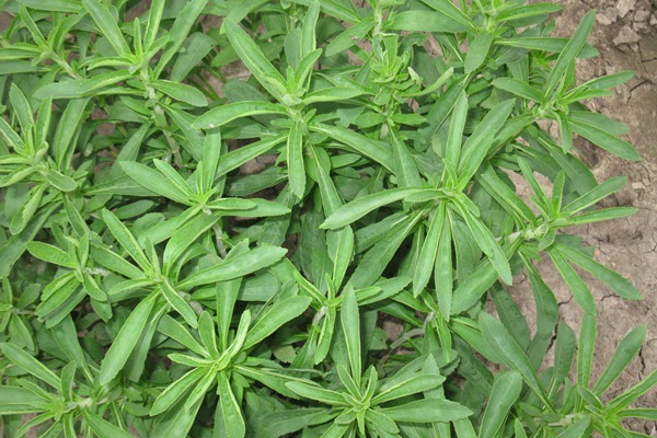 甜葉菊種子多少錢一斤