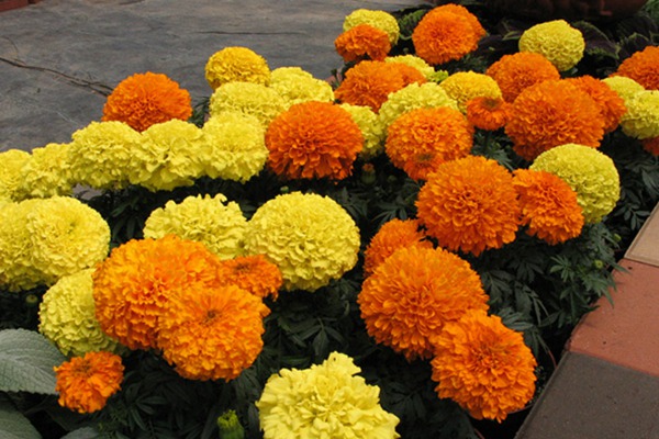 萬壽菊什么時候開花