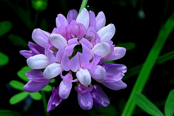 小冠花種子幾天發芽