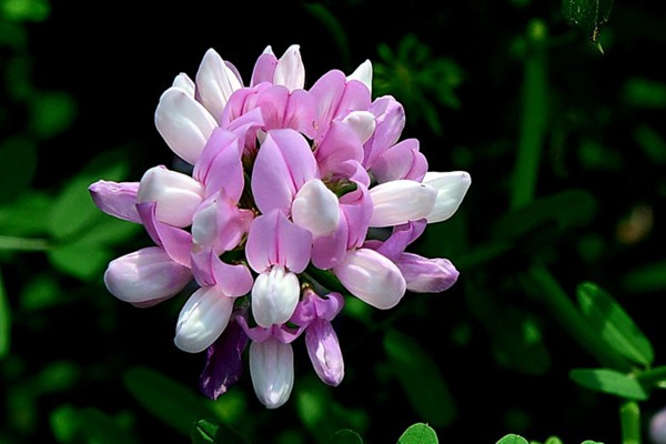 小冠花種子種植技巧