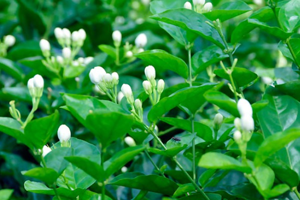 紫茉莉和茉莉的區別