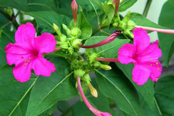 紫茉莉種子怎么種