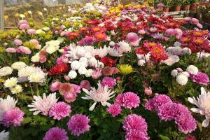 雛菊種子種植方法詳解