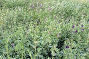 2022年紫花苜蓿種子價格是多少