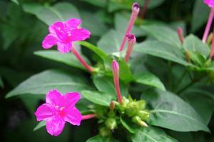 紫茉莉是夜來香嗎(紫茉莉和夜來香有什么區別)