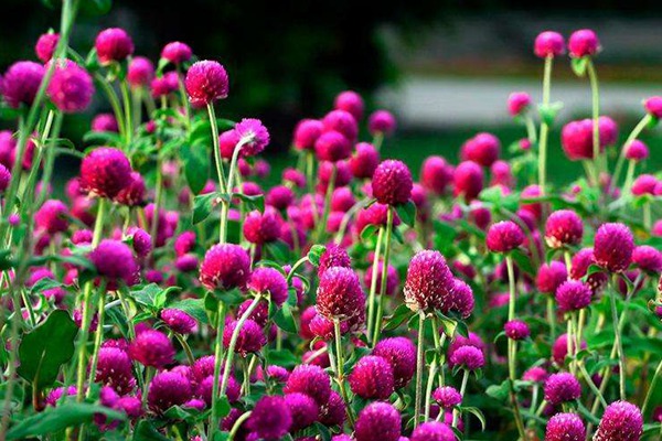 千日紫種子