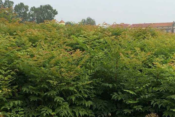 北京欒樹種子